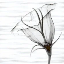 Панно настенное Alma Ceramica Esta 498x500 из 2 х частей, черно белое PWU09EST2