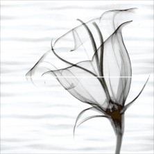 Панно настенное Alma Ceramica Esta 498x500 из 2 х частей, черно белое PWU09EST2